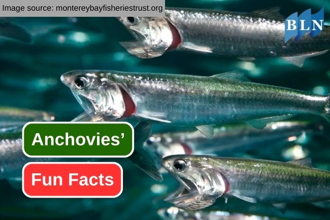 Get To Know About 7 Fun Facts of Anchovies 